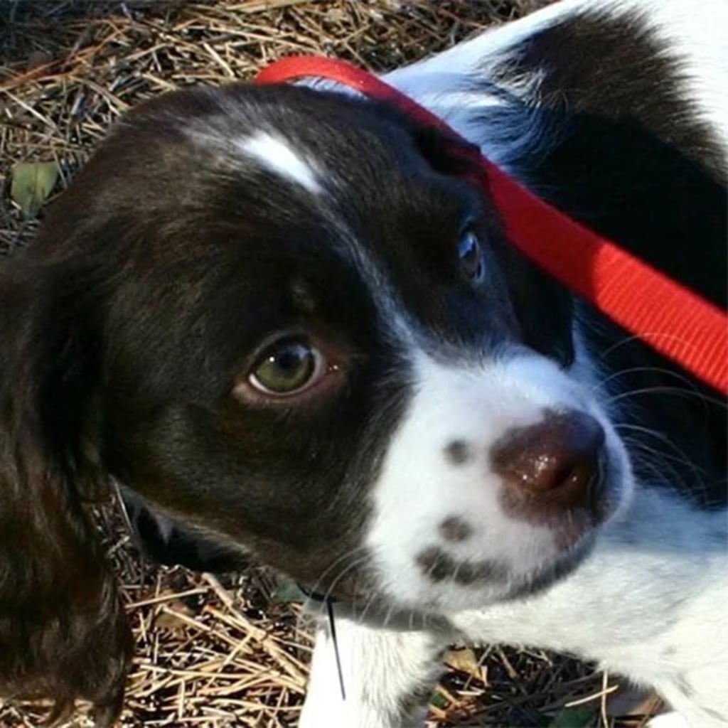 Pet Gallery Snellville Animal Hospital in Snellville