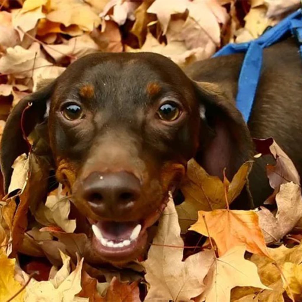 Pet Gallery Snellville Animal Hospital in Snellville