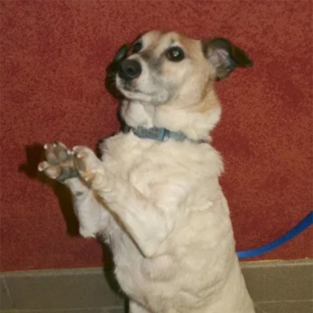 Pet Gallery Snellville Animal Hospital in Snellville