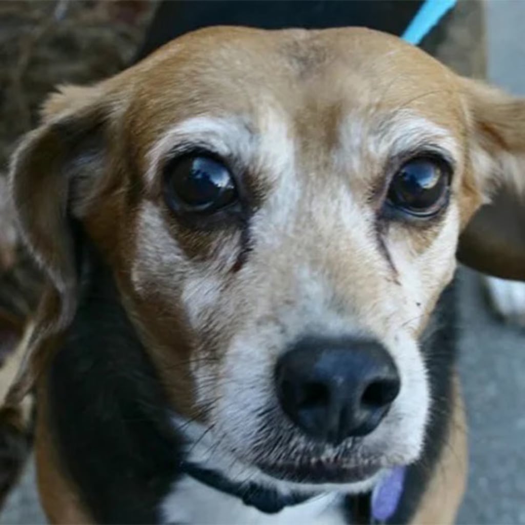 Pet Gallery Snellville Animal Hospital in Snellville