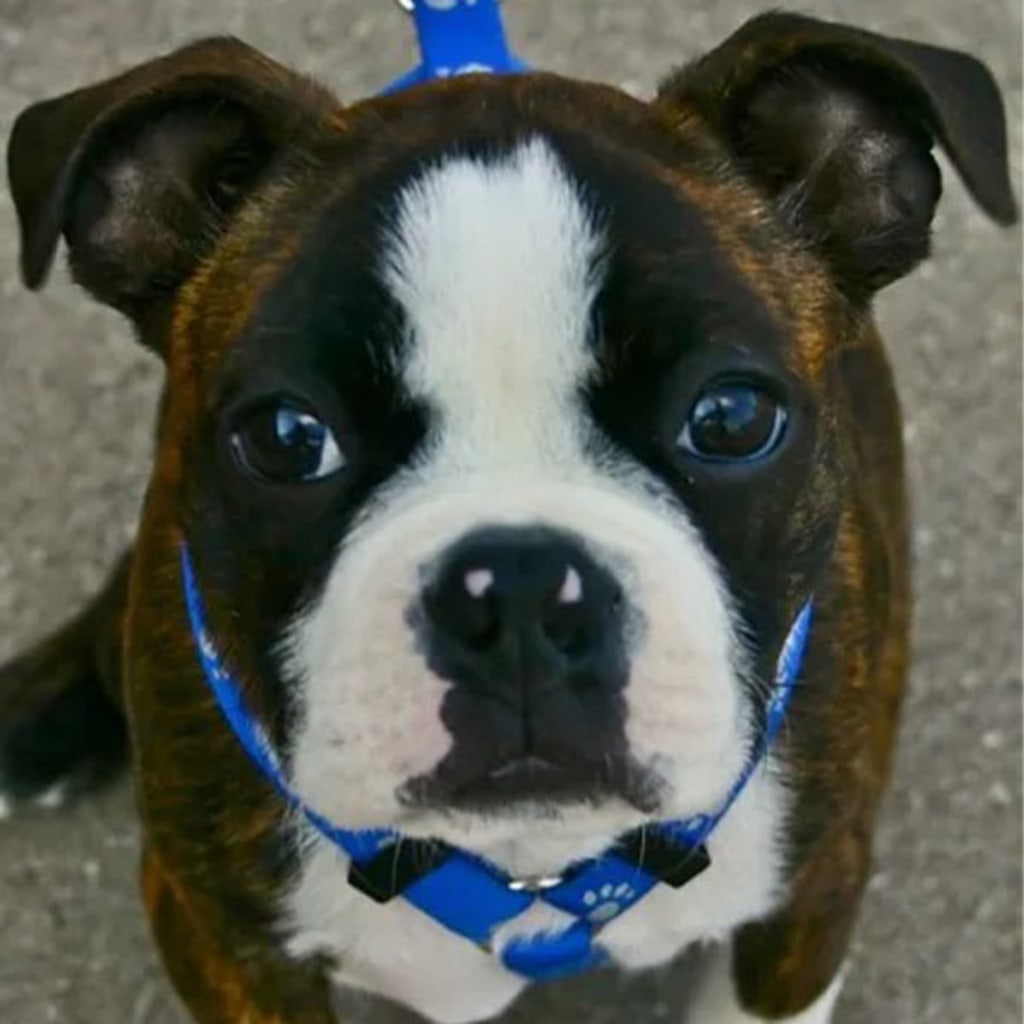 Pet Gallery Snellville Animal Hospital in Snellville