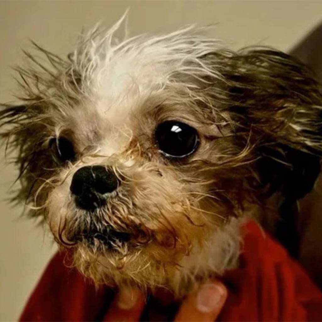 Pet Gallery Snellville Animal Hospital in Snellville