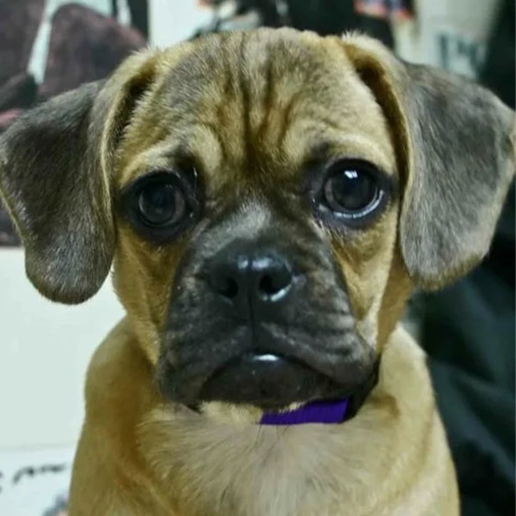 Pet Gallery Snellville Animal Hospital in Snellville