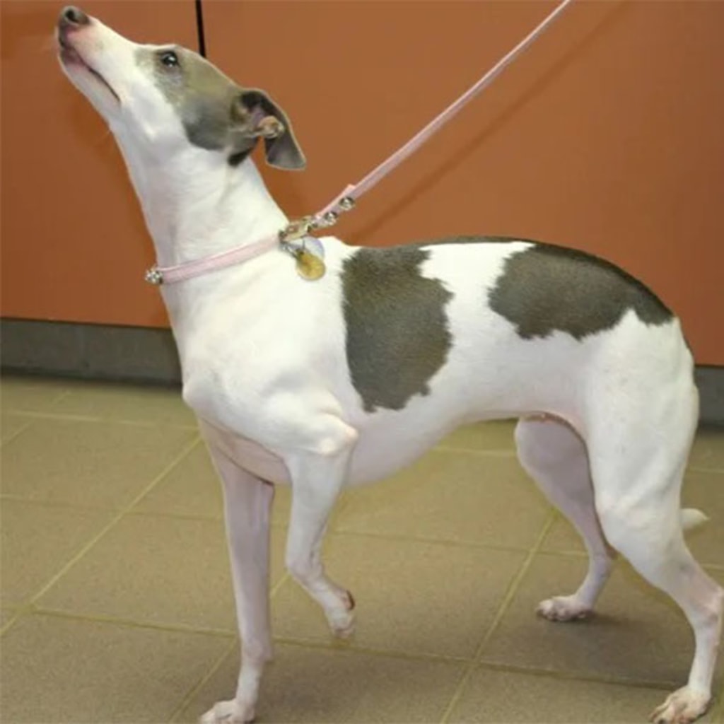 Pet Gallery Snellville Animal Hospital in Snellville