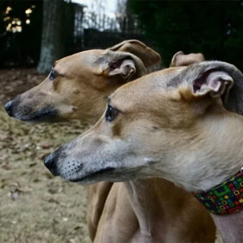 Pet Gallery Snellville Animal Hospital in Snellville