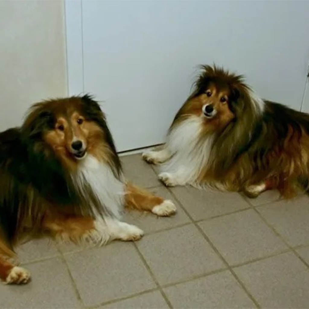 Pet Gallery Snellville Animal Hospital in Snellville