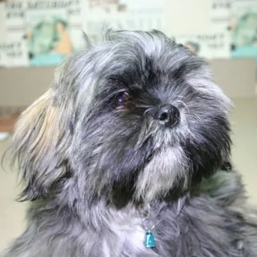 Pet Gallery Snellville Animal Hospital in Snellville