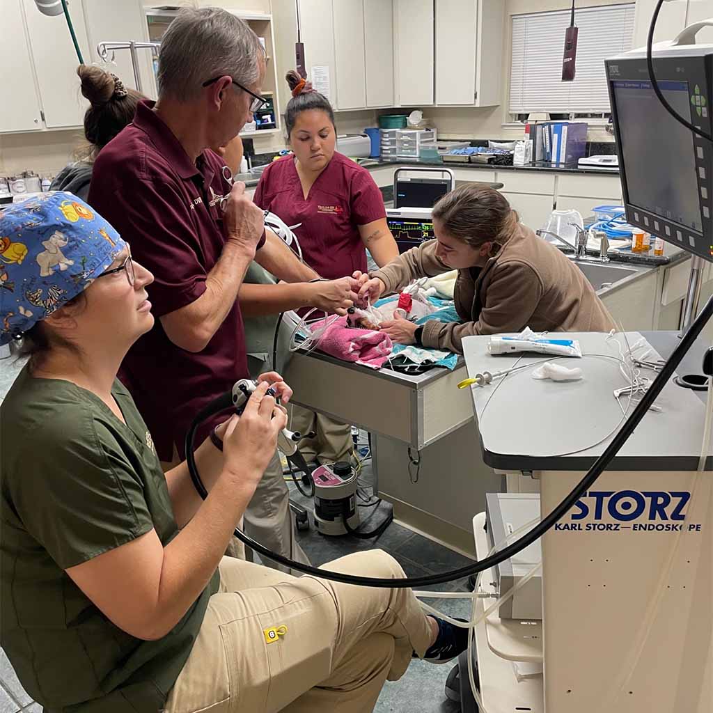 Hospital Gallery Taylor Veterinary Emergency, GP & Emergency