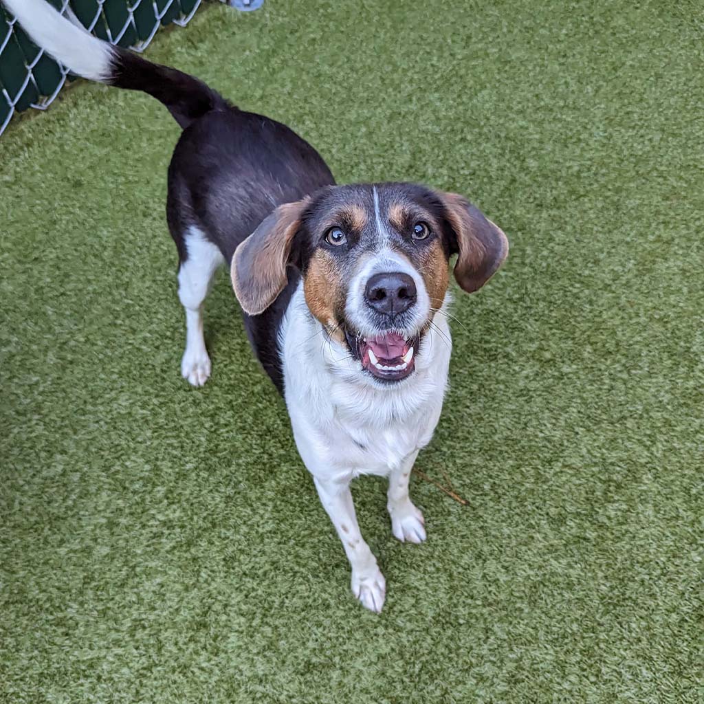 About St. Francis Pet Resort, Williamsburg vet pet