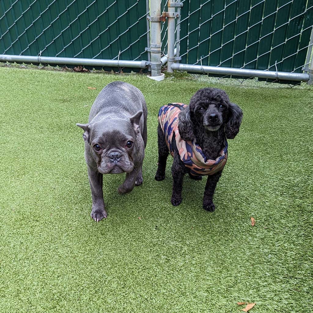 About St. Francis Pet Resort, Williamsburg vet pet