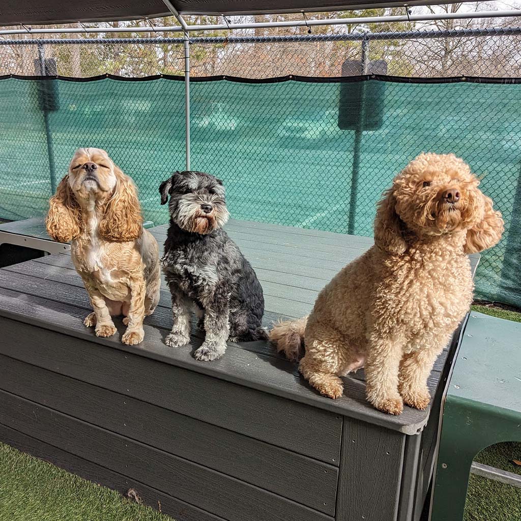 About St. Francis Pet Resort, Williamsburg vet pet