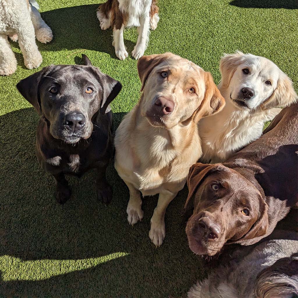 About St. Francis Pet Resort, Williamsburg vet pet