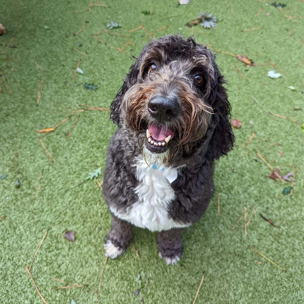 About St. Francis Pet Resort, Williamsburg vet pet