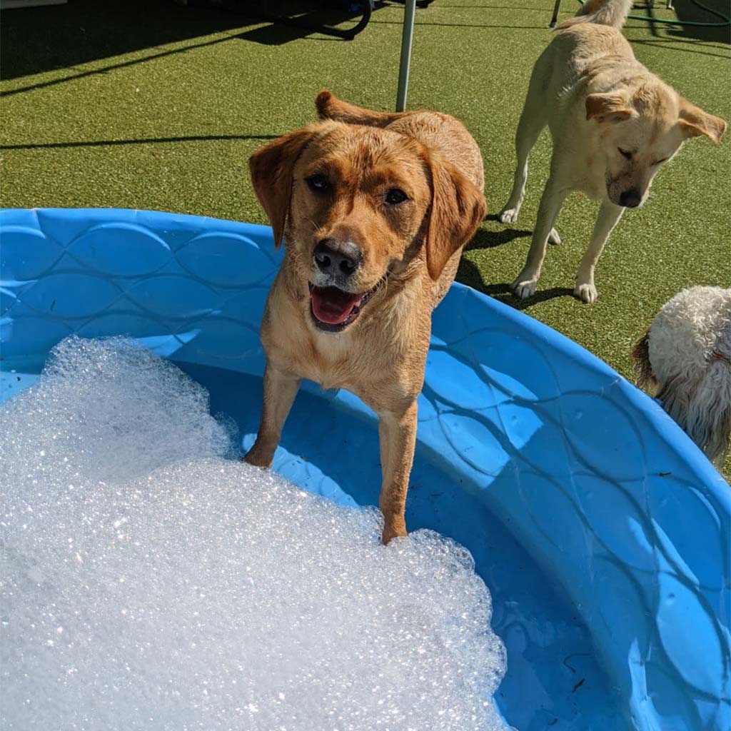 About St. Francis Pet Resort, Williamsburg vet pet