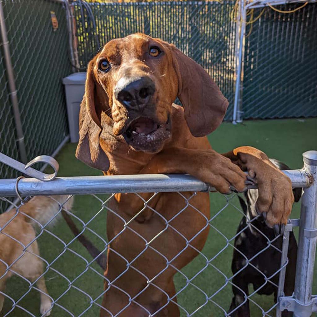 About St. Francis Pet Resort, Williamsburg vet pet