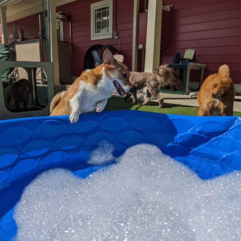 About St. Francis Pet Resort, Williamsburg vet pet