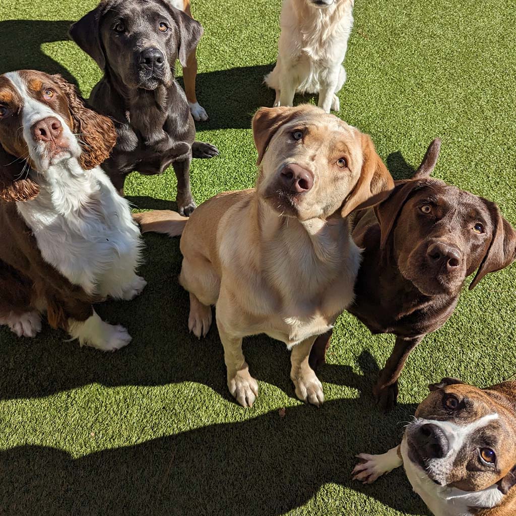 About St. Francis Pet Resort, Williamsburg vet pet