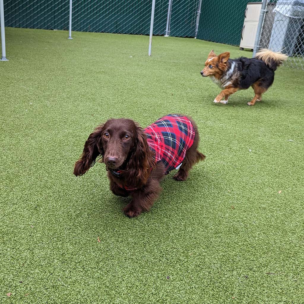 About St. Francis Pet Resort, Williamsburg vet pet