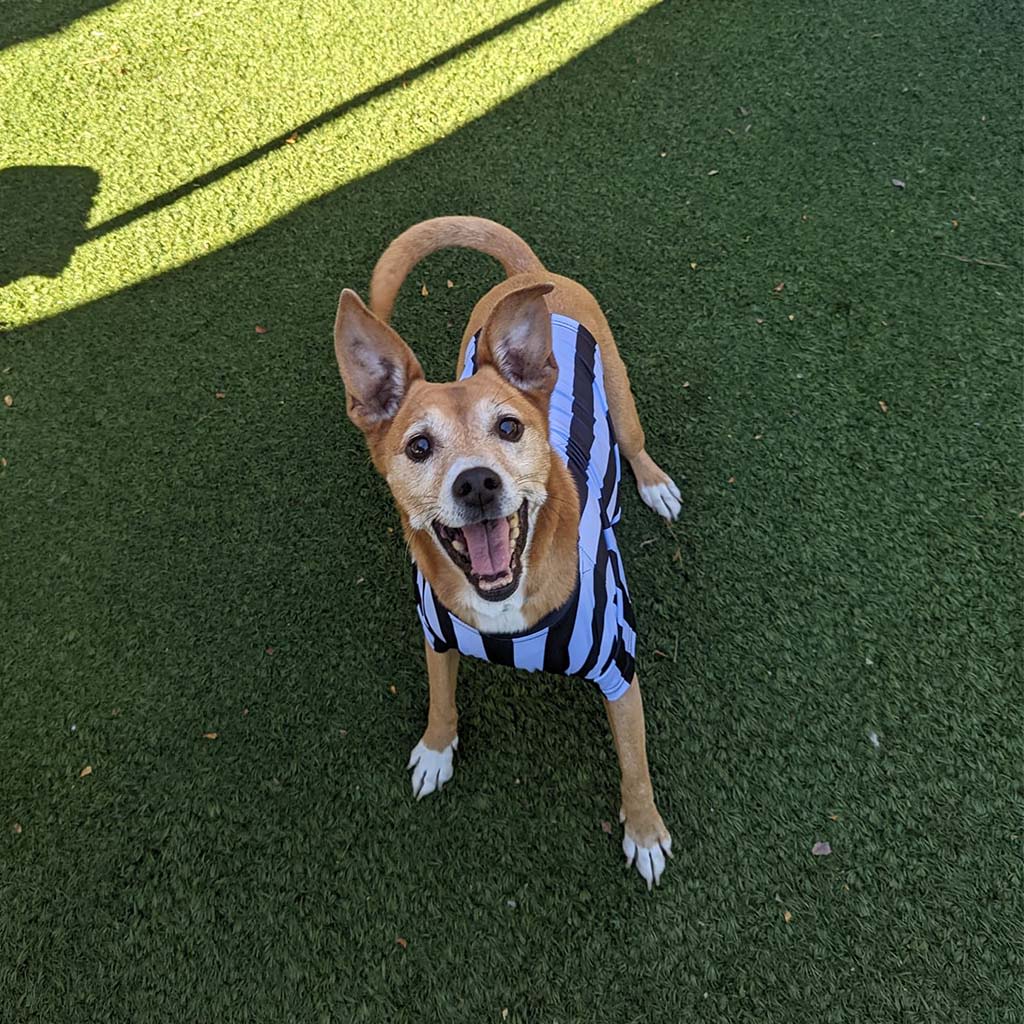 About St. Francis Pet Resort, Williamsburg vet pet