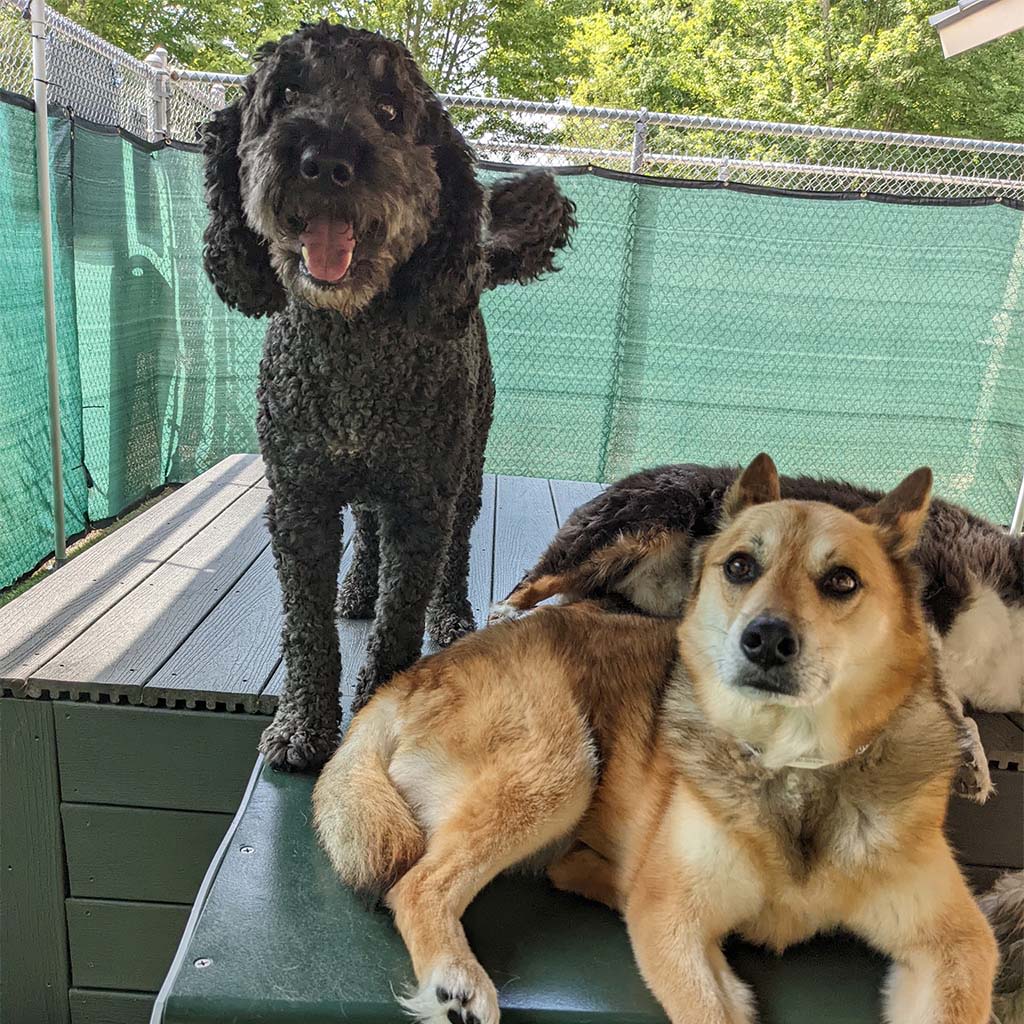 About St. Francis Pet Resort, Williamsburg vet pet