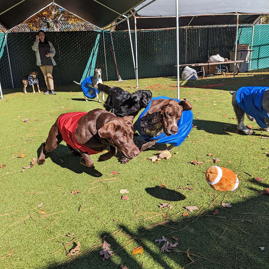 Doggie Daycare Williamsburg