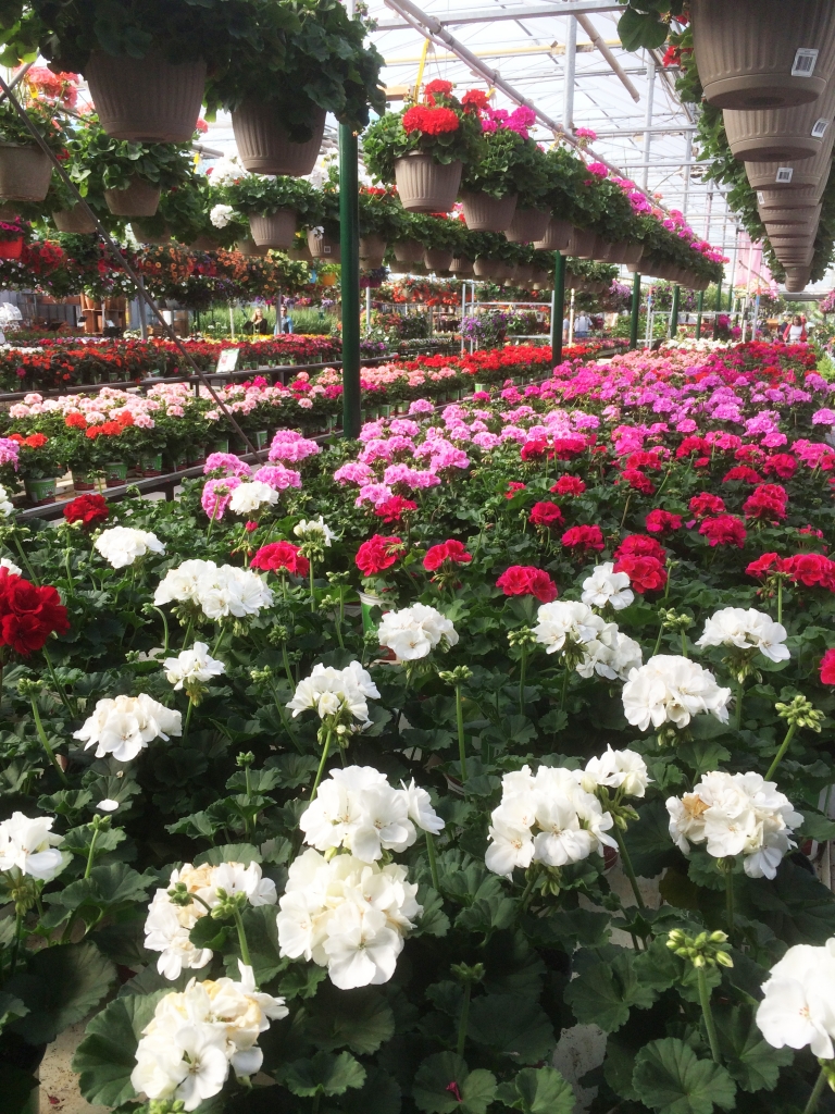 Why Us? Country Basket Garden Centre Niagara Greenhouse