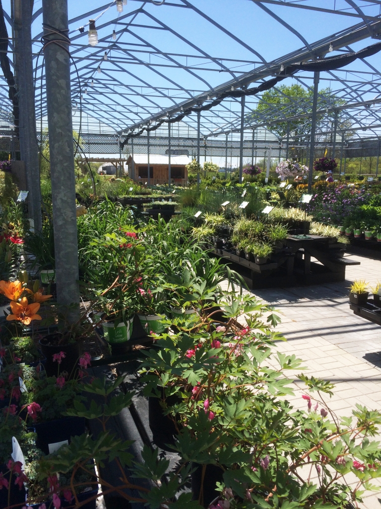 Why Us? Country Basket Garden Centre Niagara Greenhouse