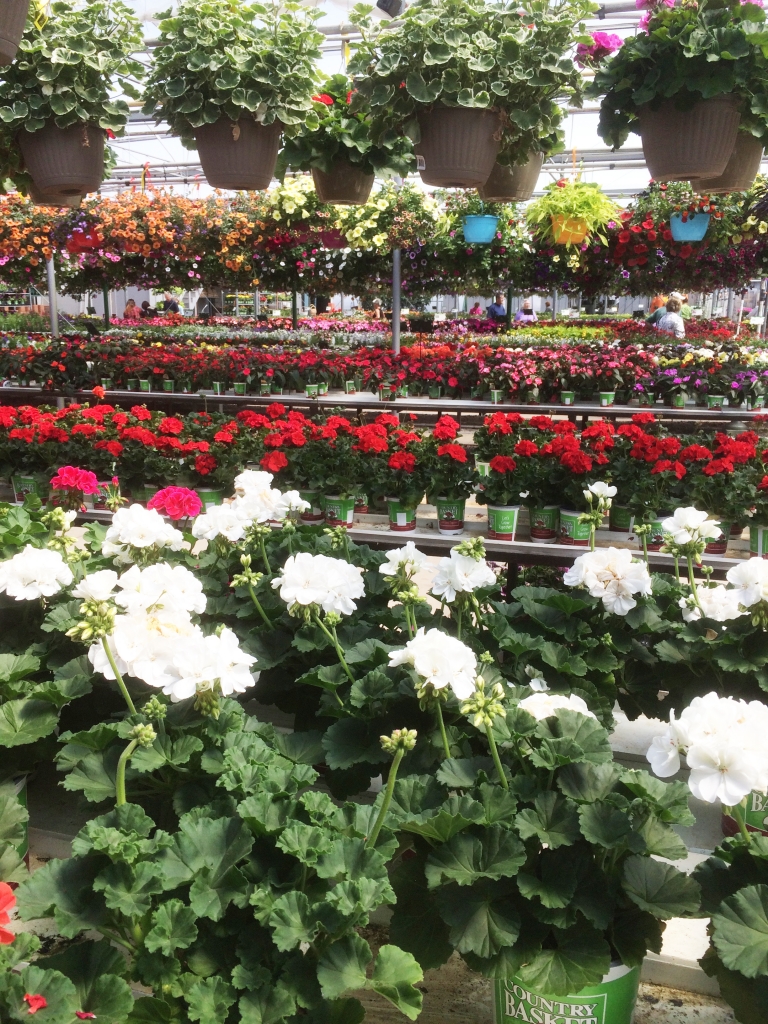 Why Us? Country Basket Garden Centre Niagara Greenhouse