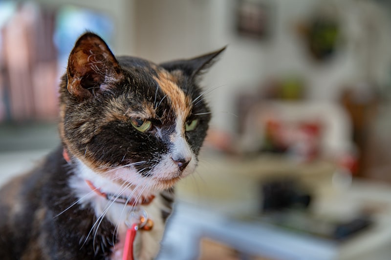 Caring for Senior Cats