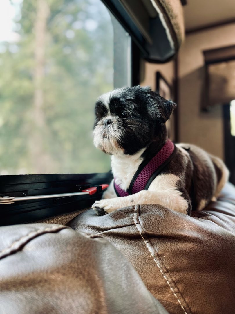 Traveling with Two Dogs in a FifthWheel RV Wander Free and Queer RVshare