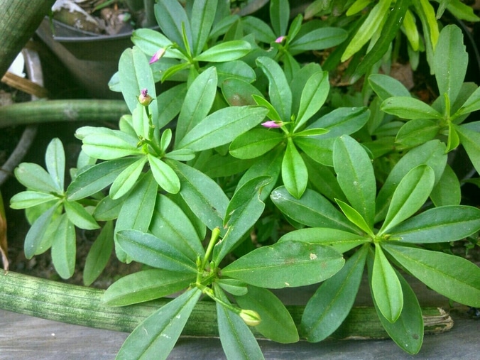 Cantik Jenis Pohon Ginseng Bunga Hias