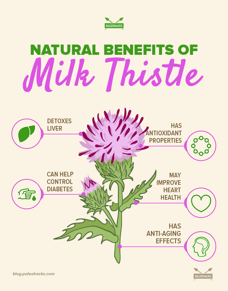 Milk Thistle Nature's Detox Plant PaleoHacks Blog