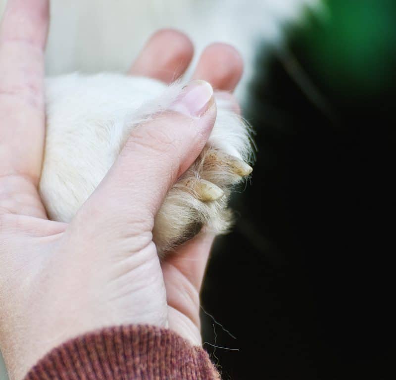 owalo design Schwarze Hundekrallen Schneiden