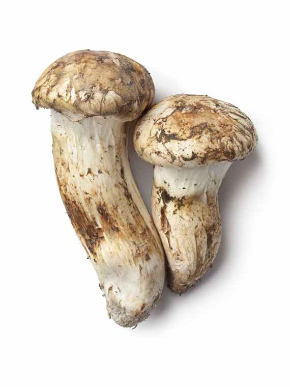 Matsutake Ingredient ChefSteps