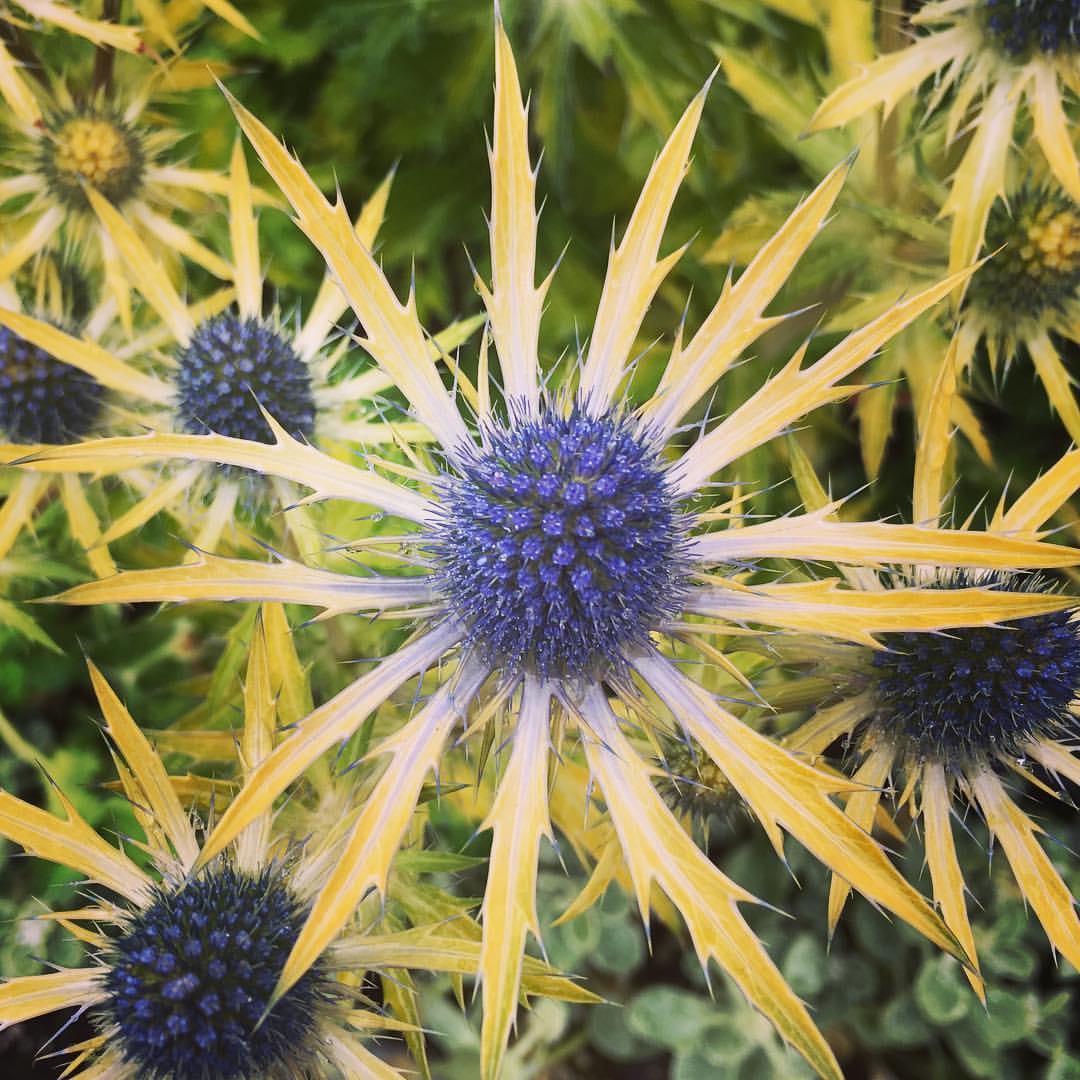 Photo 68699 Eryngium x zabelii 'Neptune's Gold' plant lust