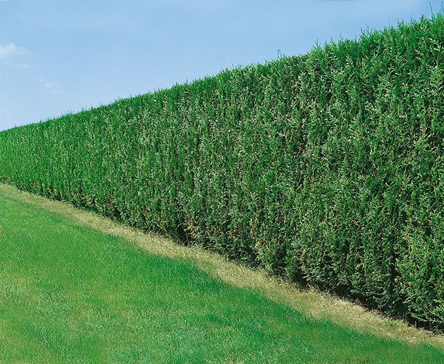 Photo 69640 Thuja 'Green Giant' plant lust
