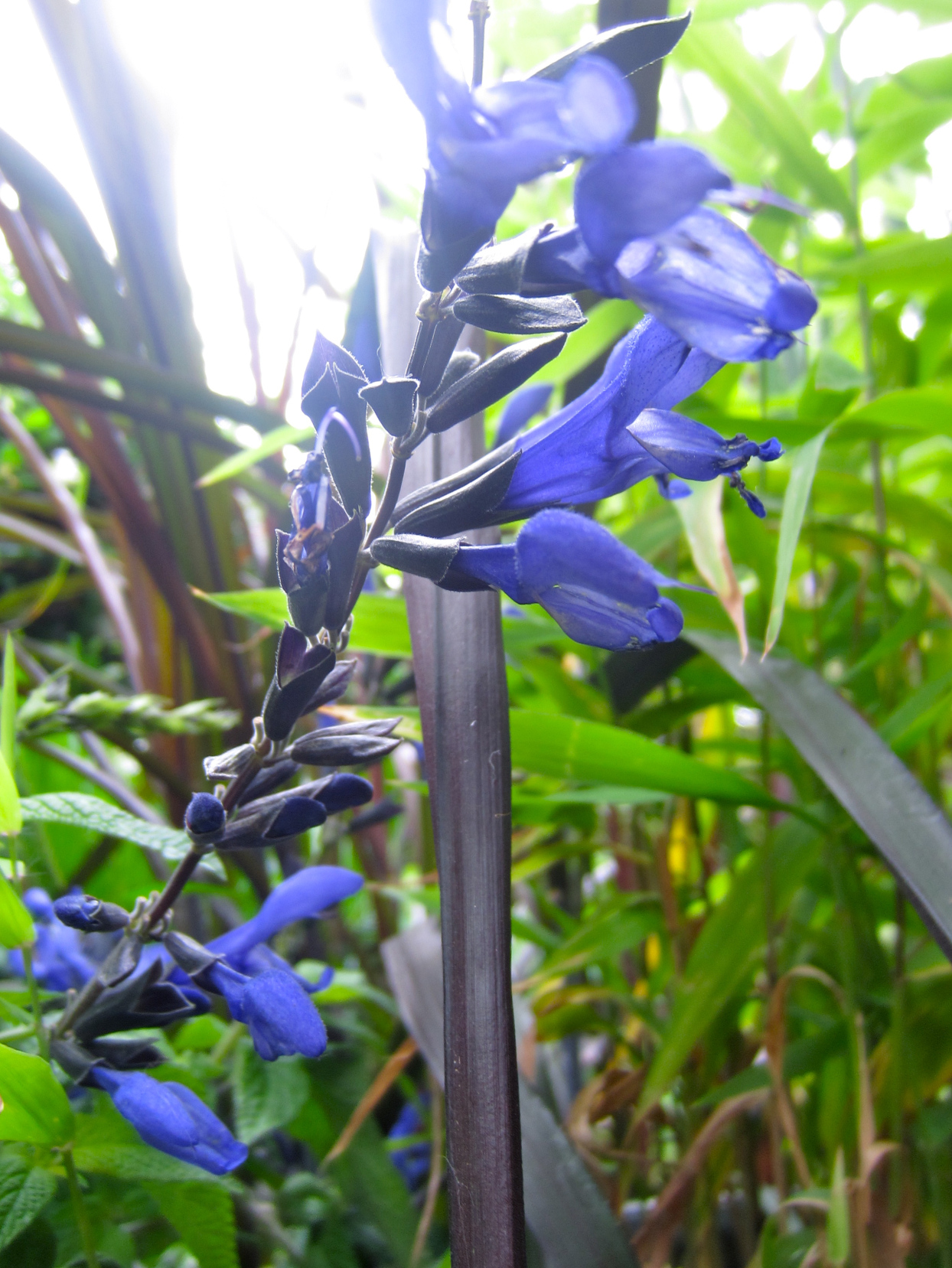 Photo 58317 Salvia coerulea 'Black and Blue' plant lust