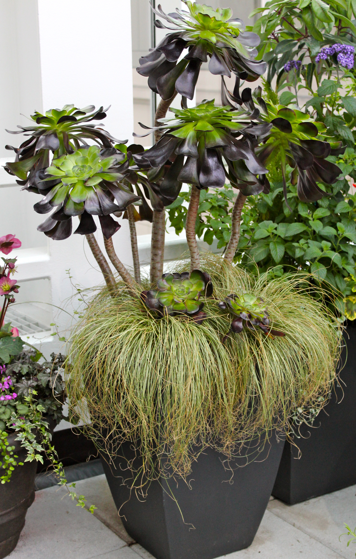 Photo 58187 Carex comans 'Frosted Curls' plant lust