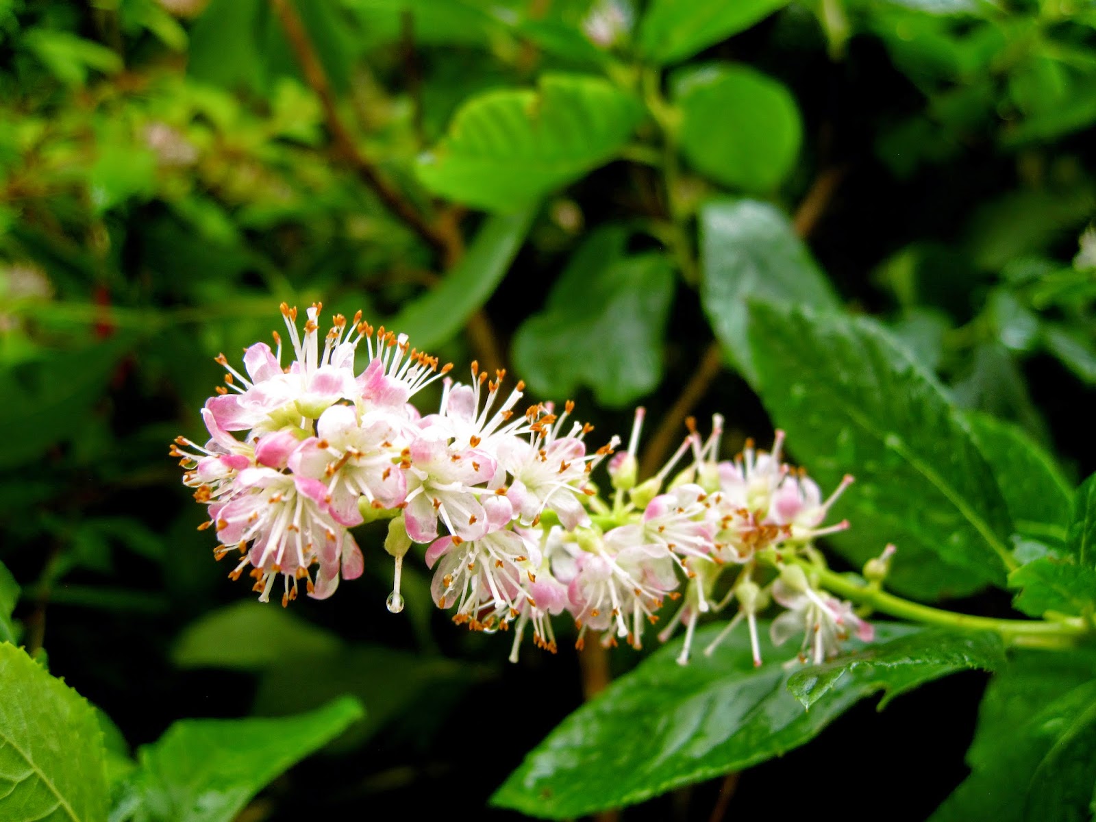 Photo 44545 Clethra alnifolia plant lust
