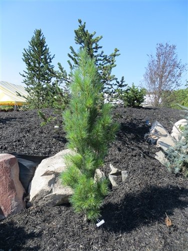 Pinus strobus 'stowe pillar' common name: Pinus Strobus Stowe Pillar Stowe Pillar Eastern White Pine Plant Lust