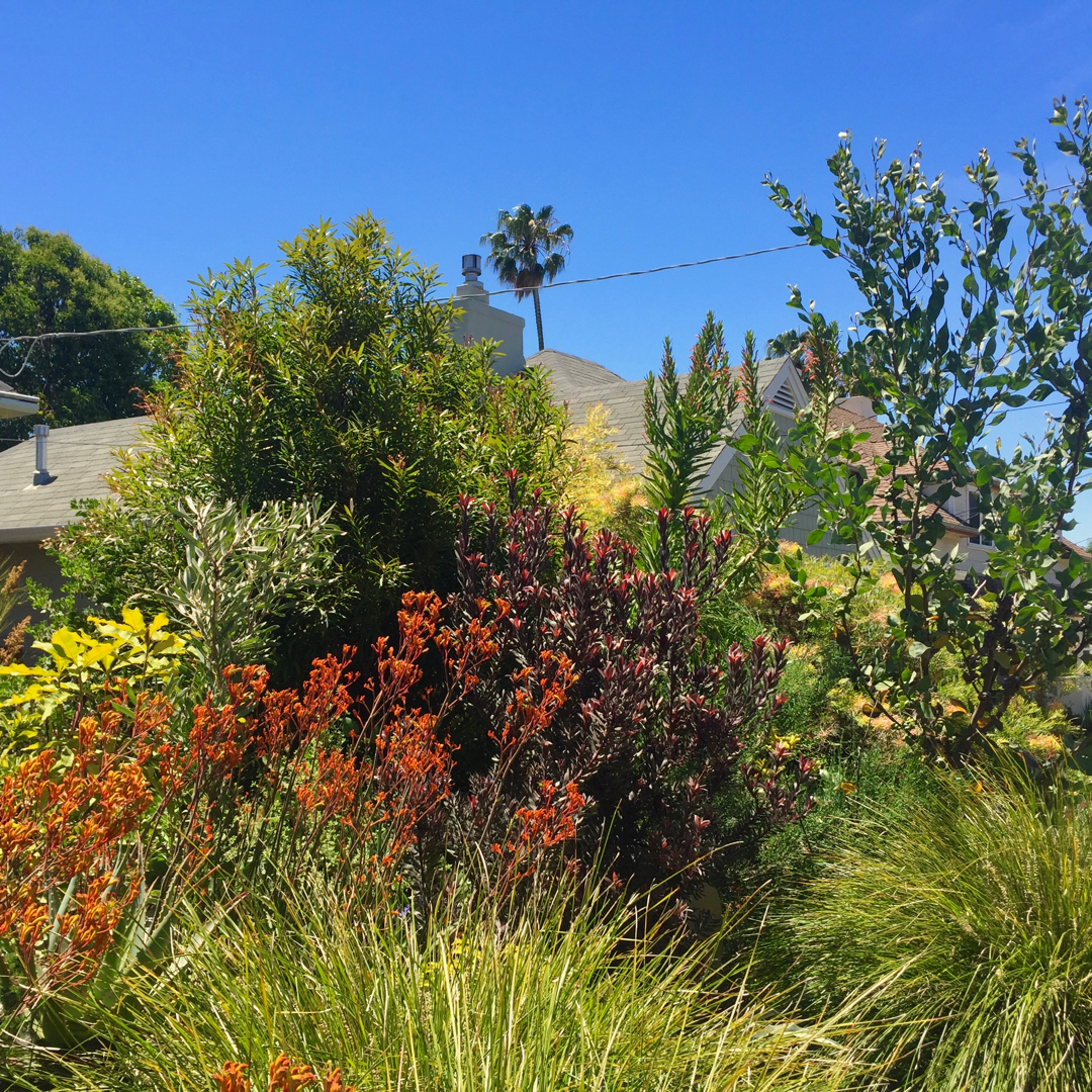 Photo 71608 Anigozanthos 'Tequila Sunrise' plant lust