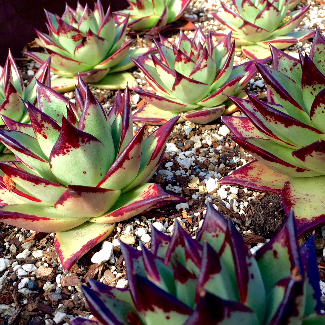Photo 71627 Echeveria agavoides 'Ebony' plant lust