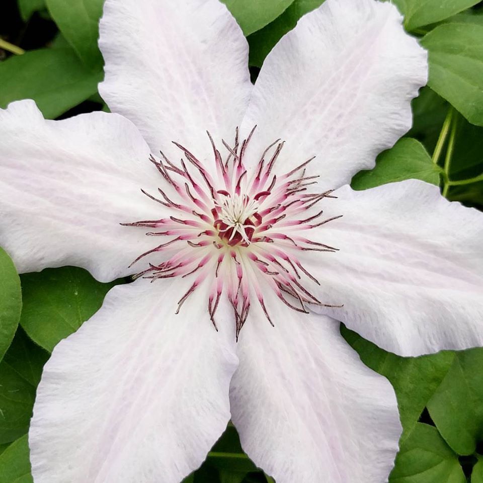 Photo 56869 Clematis 'Snow Queen' plant lust