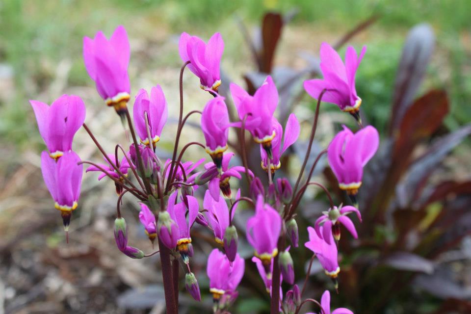 Photo 46308 Dodecatheon meadia plant lust