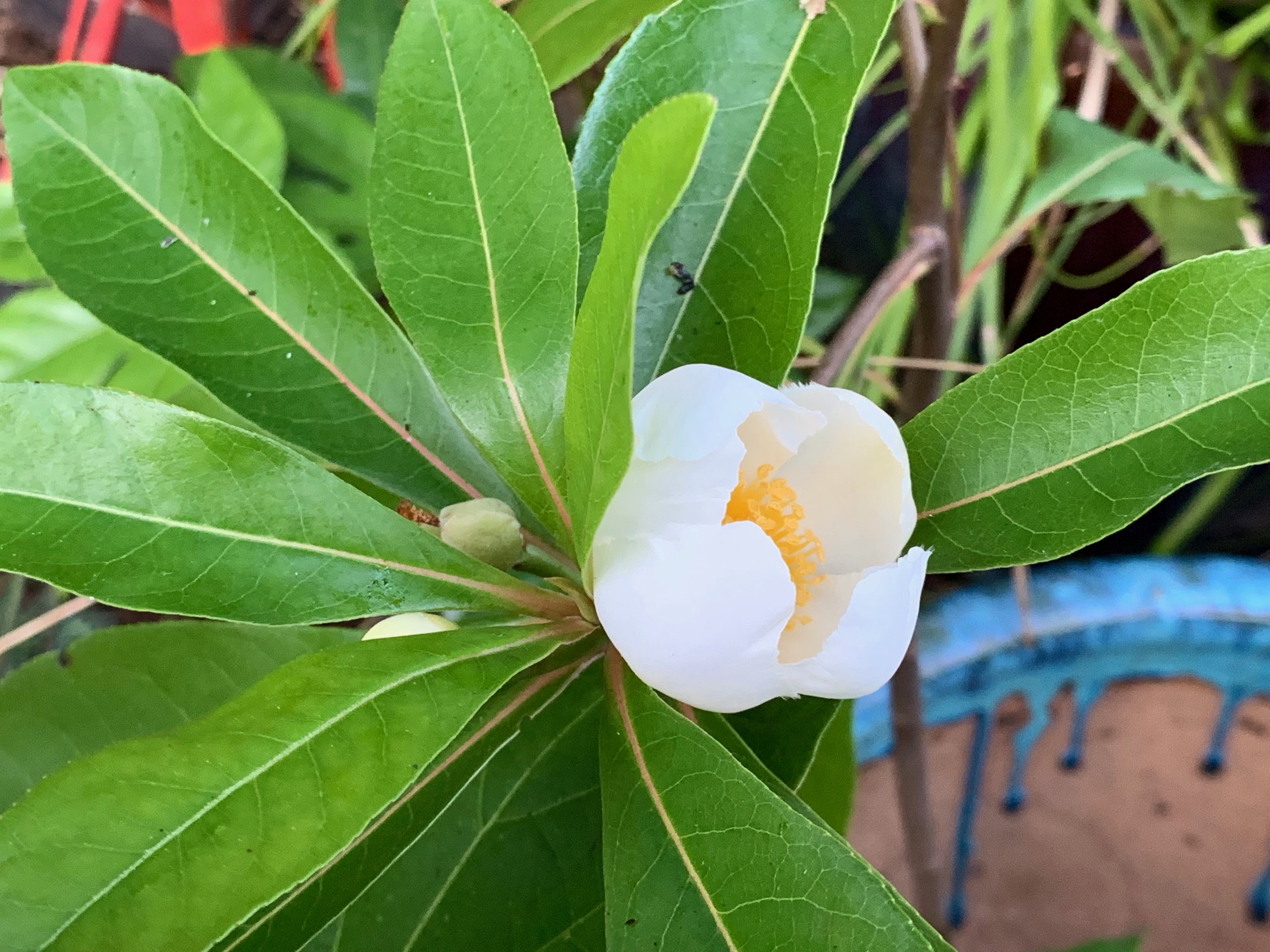 Photo 72820 x Gordlinia grandiflora plant lust