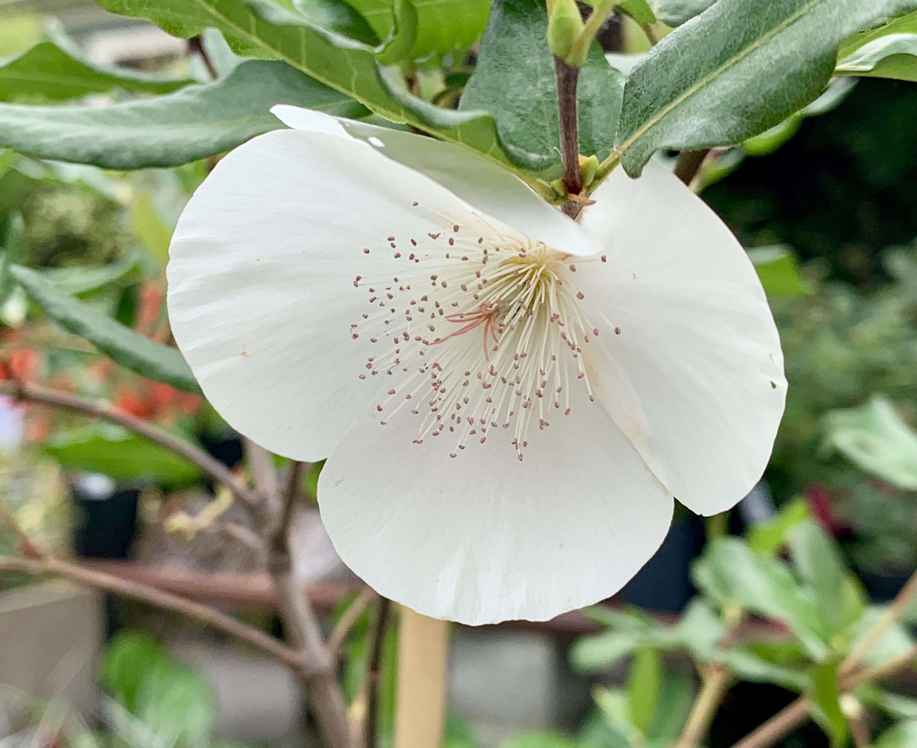 Photo 71674 Eucryphia x intermedia 'Rostrevor' plant lust