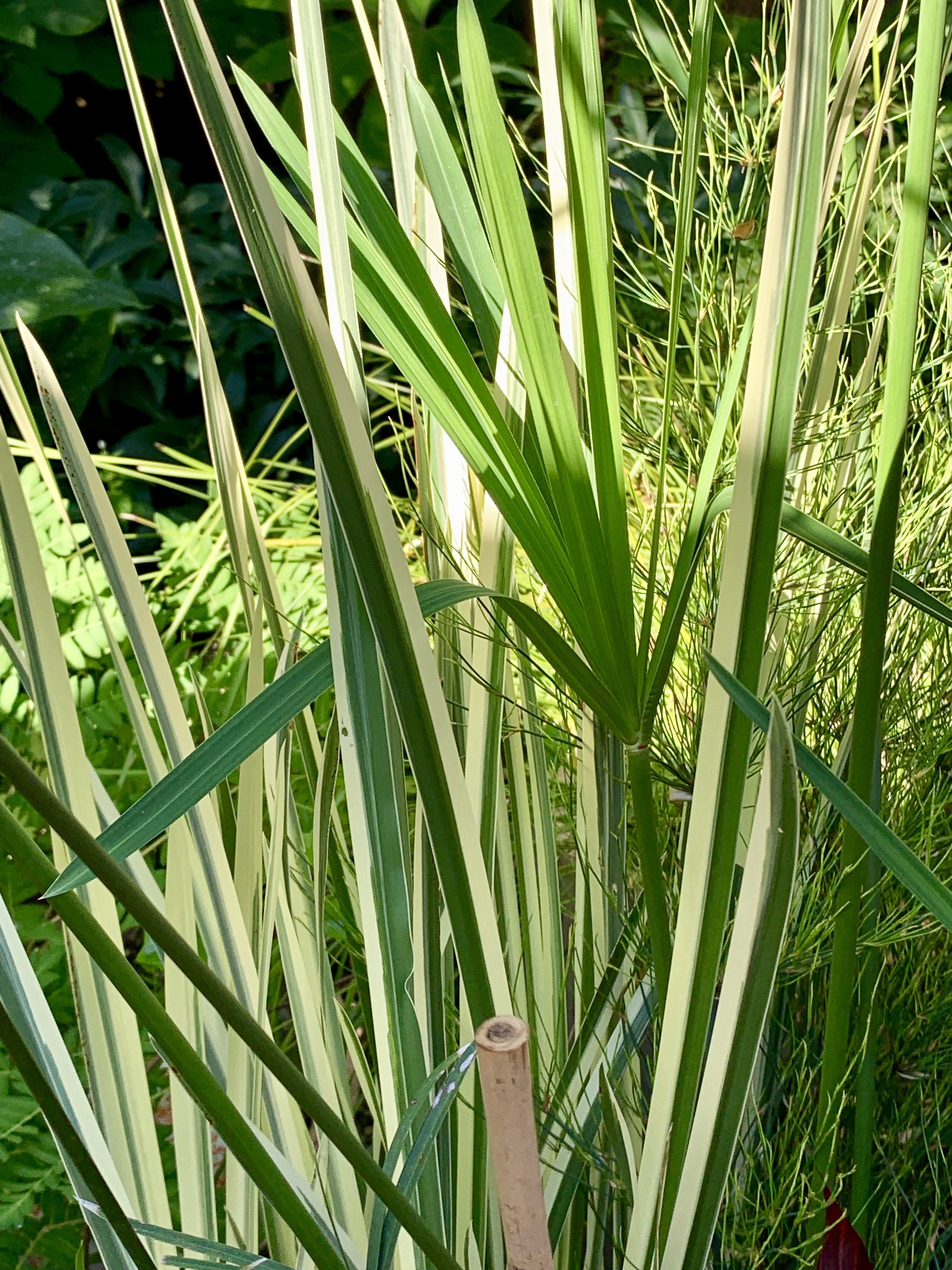 Photo 71678 Acorus calamus 'Argenteostriatus' plant lust