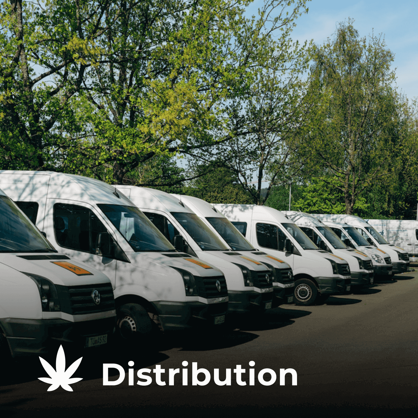 How to Get a Cannabis Distribution License