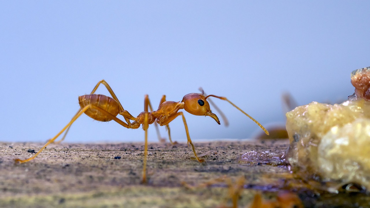 Ants Can Detect Cancer নাক নেই তো কী হয়েছে, প্রস্রাবের গন্ধ শুঁকে