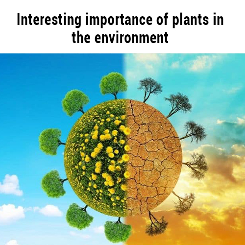 Why Plants are Important For Environment? Blog MyFlowerTree